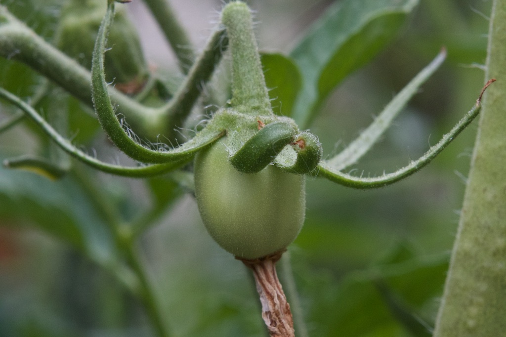 A developing tomato
